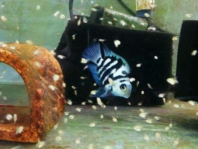 迷你龍魚體型最小的龍魚多大了：養殖迷你龍魚需要注意什么