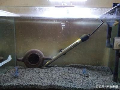 迷你龍魚體型最小的龍魚多大了：養殖迷你龍魚需要注意什么