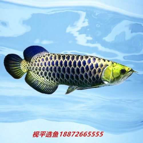 過背金龍魚多少錢一條啊圖片