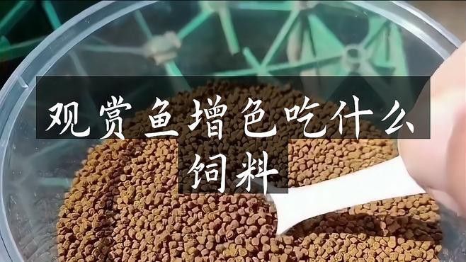 紅龍魚發色飼料哪個品牌最好？