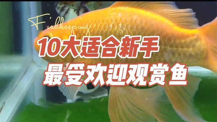 紅龍魚怎么喂食的圖片視頻大全（紅龍魚怎么喂食的圖片視頻大全集）