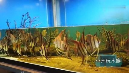 埃及神仙魚混養龍魚：埃及神仙魚和龍魚混養