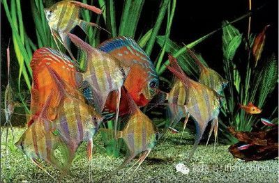 埃及神仙魚混養龍魚：埃及神仙魚和龍魚混養