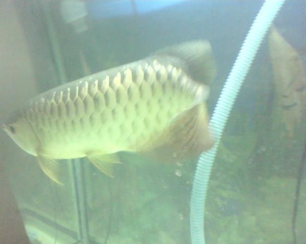 藍背金龍魚多少錢一只圖片