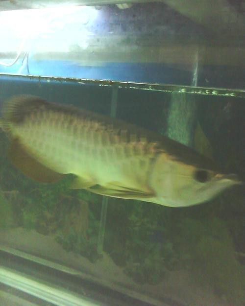 藍背金龍魚多少錢一只圖片