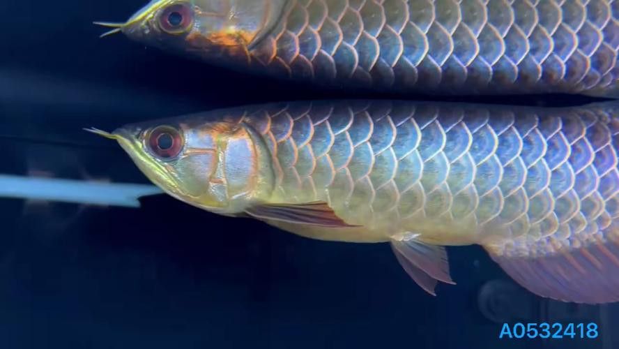 藍背金龍魚多少錢一只圖片