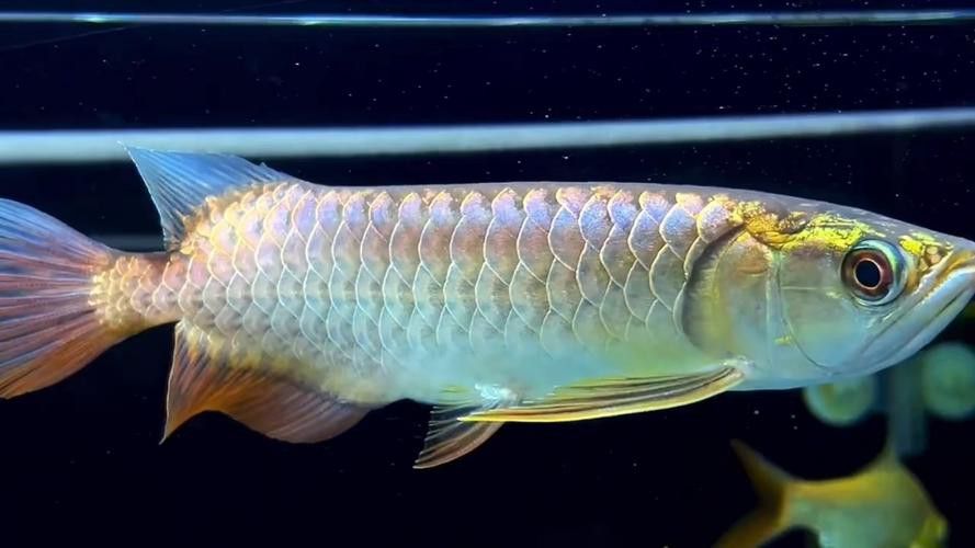 藍背金龍魚多少錢一只圖片