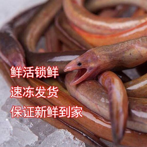 土龍魚的圖片