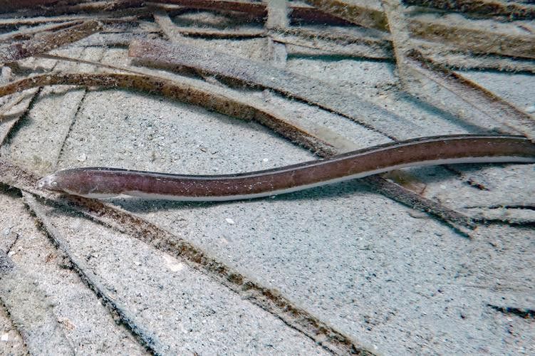 土龍魚的圖片