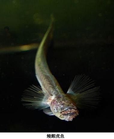 土龍魚的圖片