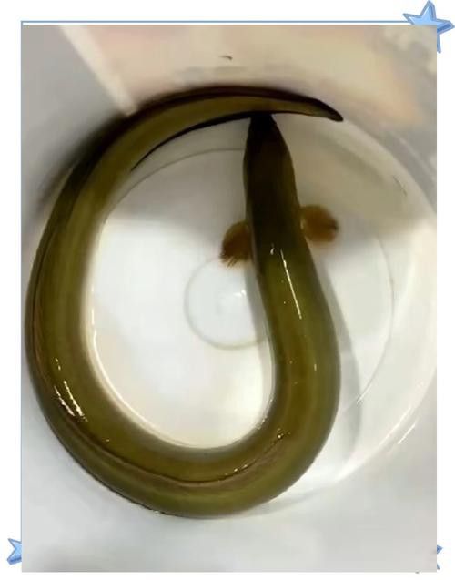 土龍魚的圖片