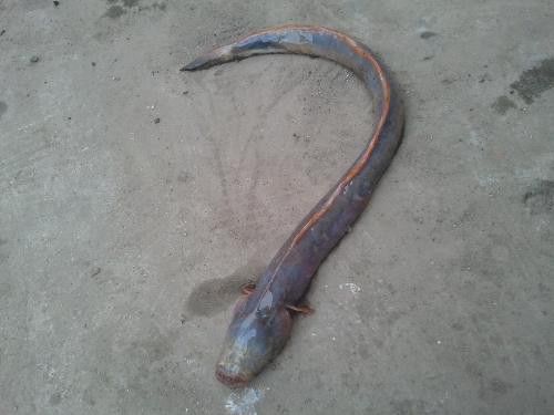 土龍魚的圖片