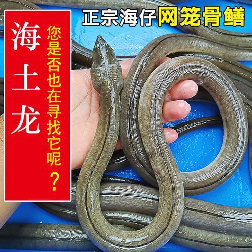 土龍魚的圖片