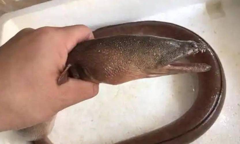 土龍魚的圖片
