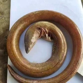 土龍魚的圖片