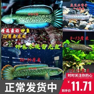 龍魚缸怎么搭配最好：如何選擇合適的龍魚濾材，龍魚缸設(shè)計(jì)的美學(xué)原則