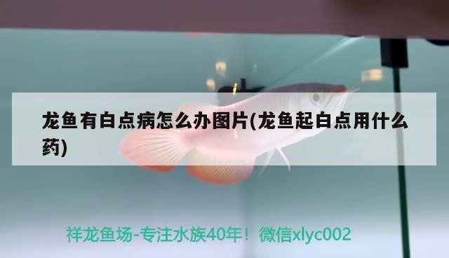 龍魚白點病多久能脫落?。喝绾沃委燒堲~白點病