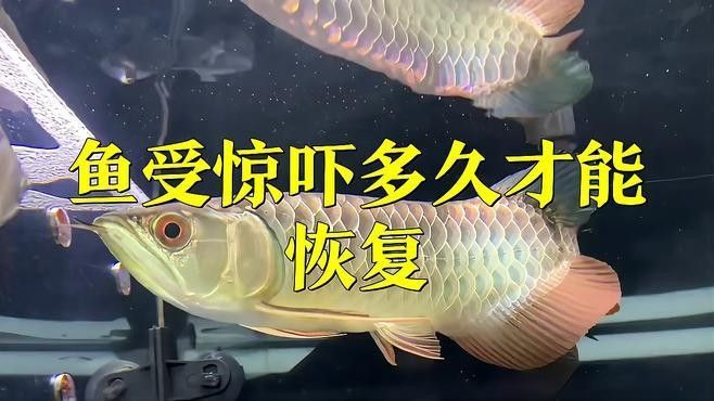 龍魚受到驚嚇趴缸怎么辦