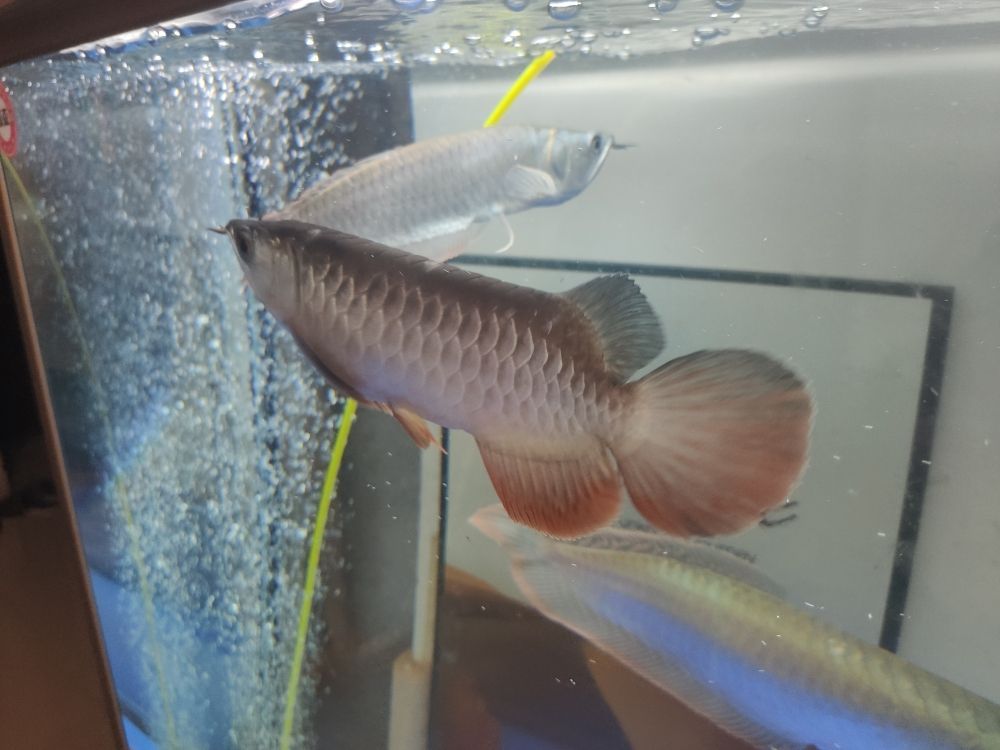 龍魚撞傷鱗片松動出血：龍魚撞傷其鱗片導(dǎo)致鱗片松動并出血的事件