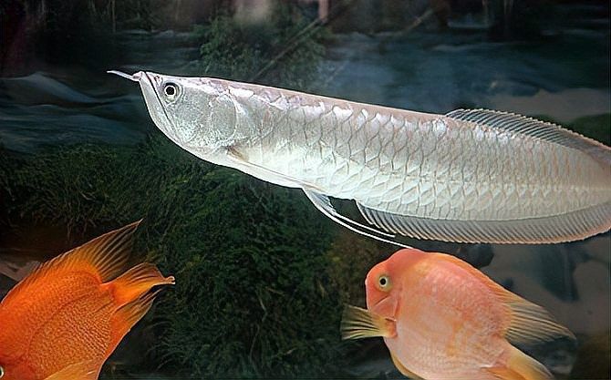 銀龍魚多少水溫合適喂食