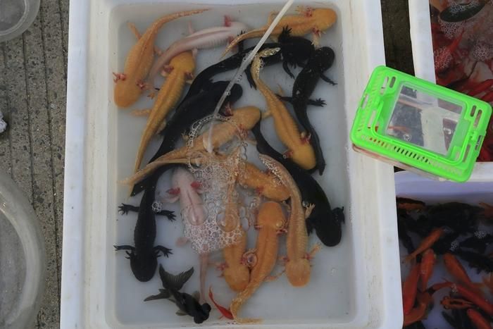 六角龍魚一只養(yǎng)會(huì)孤獨(dú)嗎，六角龍魚不適合單養(yǎng)嗎，六角龍魚適合單養(yǎng)嗎，六角龍魚最佳養(yǎng)殖數(shù)量