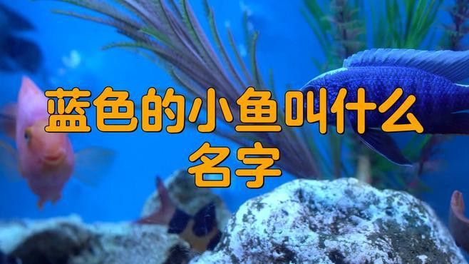 藍曼龍魚有幾種顏色