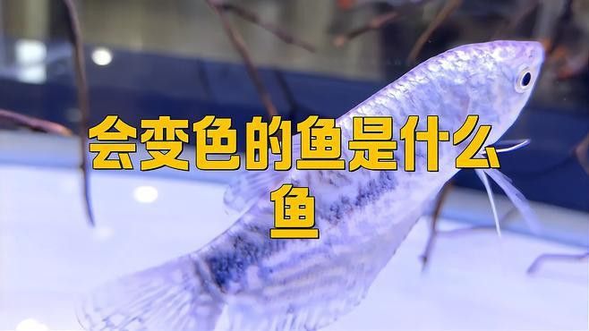 藍曼龍魚有幾種顏色