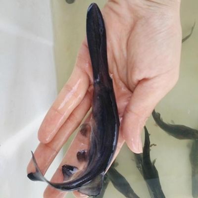 鴨嘴鱘能和金龍魚混養嗎（關于鴨嘴鱘能否和金龍魚混養的問題）