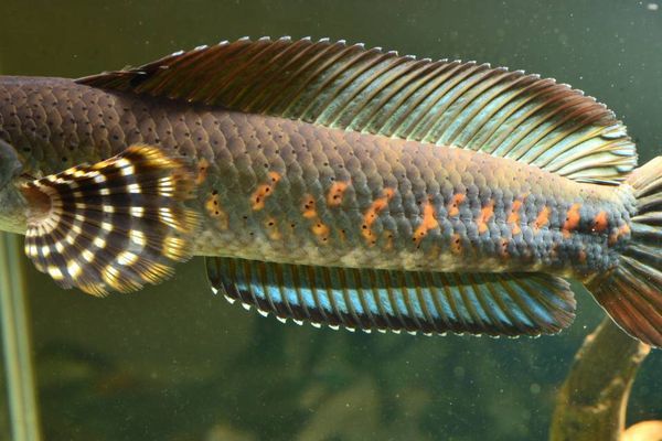雷龍魚(yú)繁殖期疾病預(yù)防：雷龍魚(yú)繁殖期水質(zhì)管理技巧