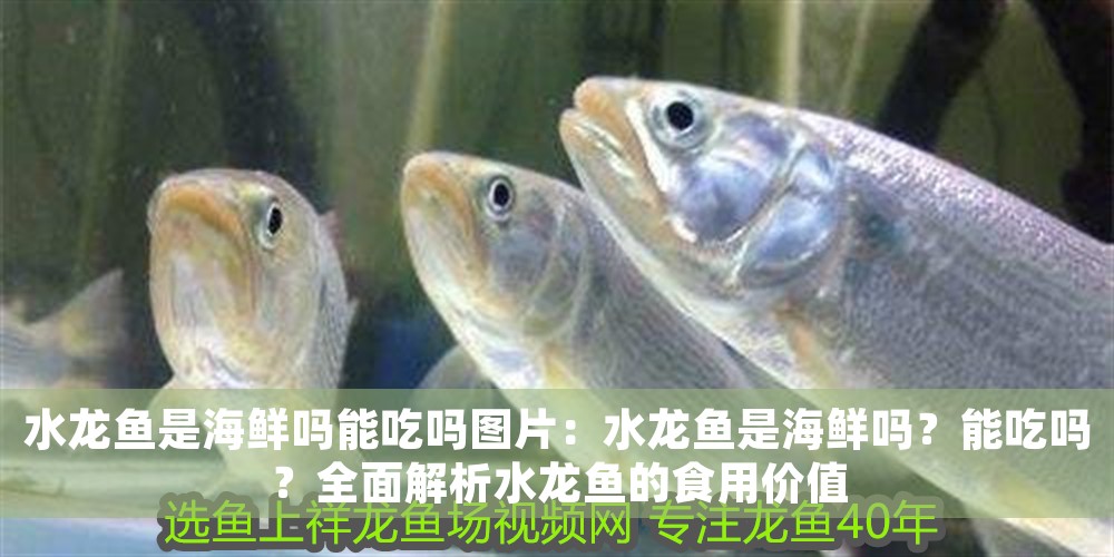 水龍魚是海鮮嗎能吃嗎圖片：水龍魚是海鮮嗎？能吃嗎？全面解析水龍魚的食用價值