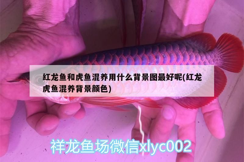 金龍魚混養好嗎：金龍魚混養好嗎能活嗎