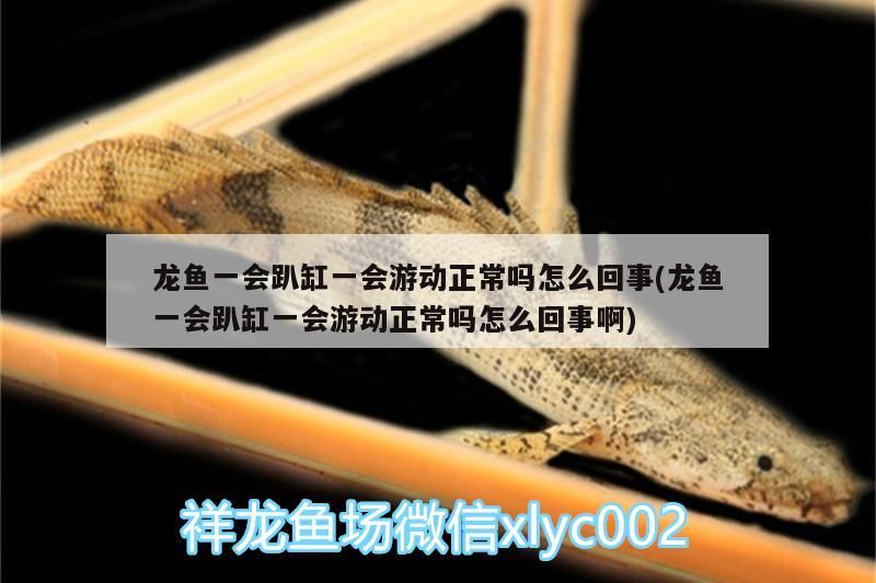 金龍魚混養好嗎：金龍魚混養好嗎能活嗎