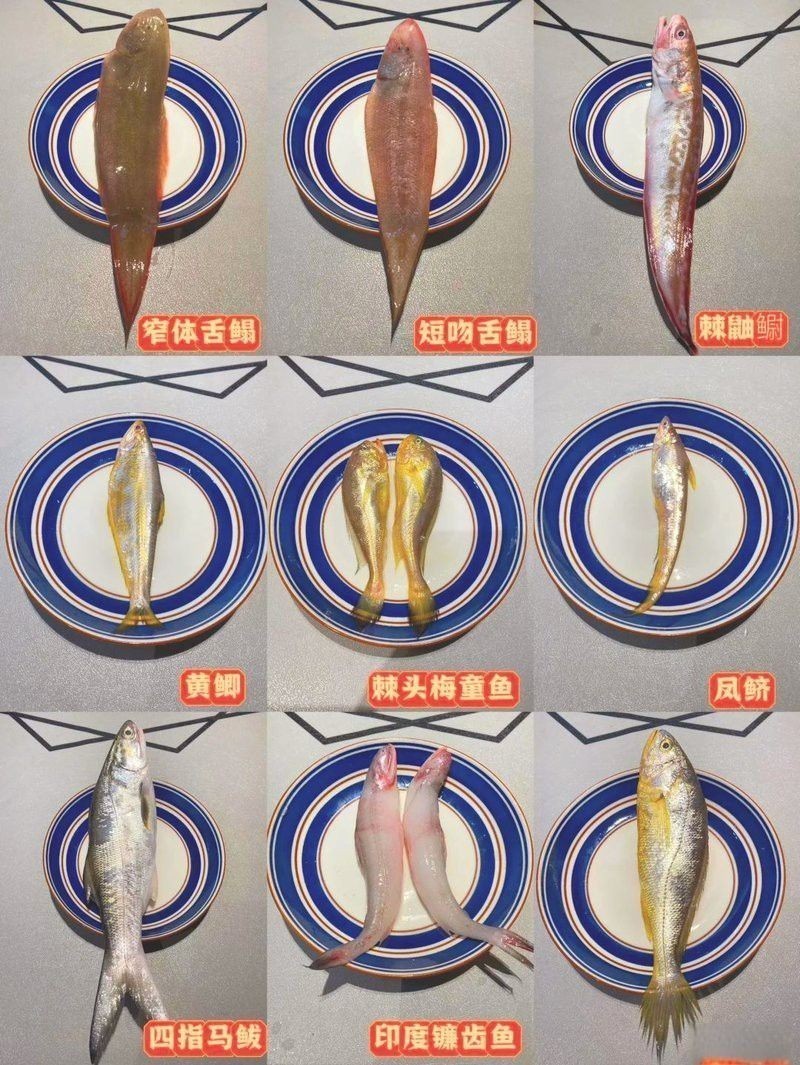 海魚金龍魚是哪種