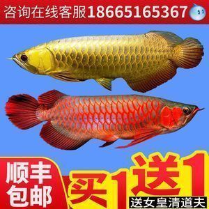成年金龍魚(yú)價(jià)格多少錢(qián)一條（成年金龍魚(yú)價(jià)格走勢(shì)如何辨別金龍魚(yú)品種分類(lèi)）