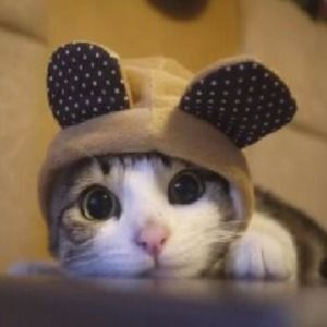 錦鯉排名前十名的魚