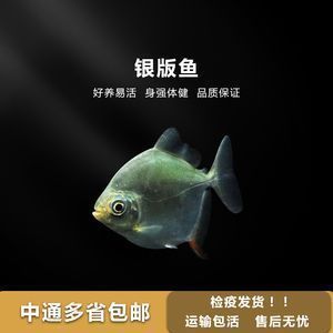 龍魚配銀板，銀板魚與龍魚可以混養(yǎng)嗎