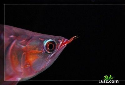 龍魚一邊眼球凸起：龍魚眼球凸起可能是由多種原因引起的，