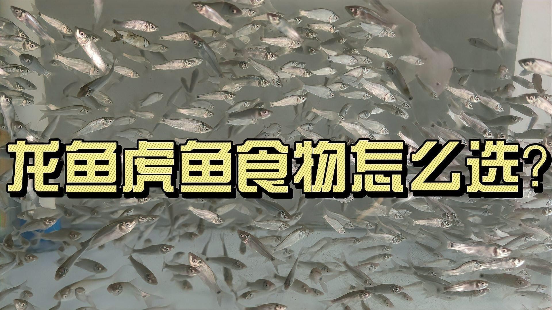 龍魚虎魚混養小時候喂什么飼料好
