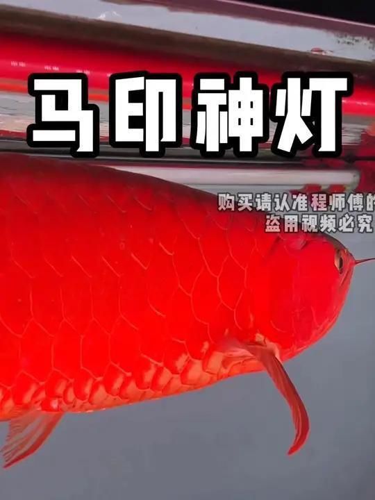 馬印水族增艷燈的創(chuàng)作背景和歷史背景