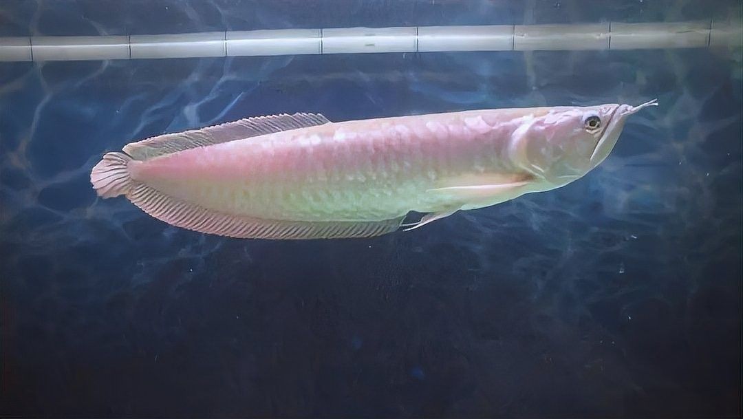 銀龍魚長啥樣子圖片