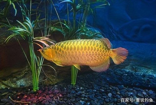 銀龍魚長啥樣子圖片
