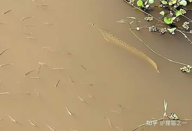 銀龍魚長啥樣子圖片