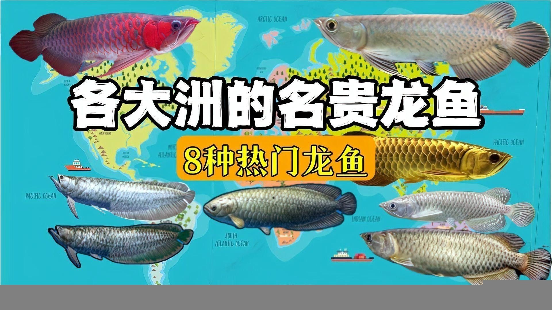 哪些龍魚品種最受歡迎？