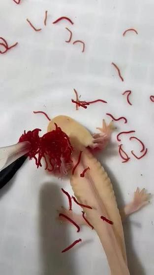 恐龍魚幼魚吃什么食物好