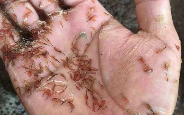 恐龍魚幼魚吃什么食物好
