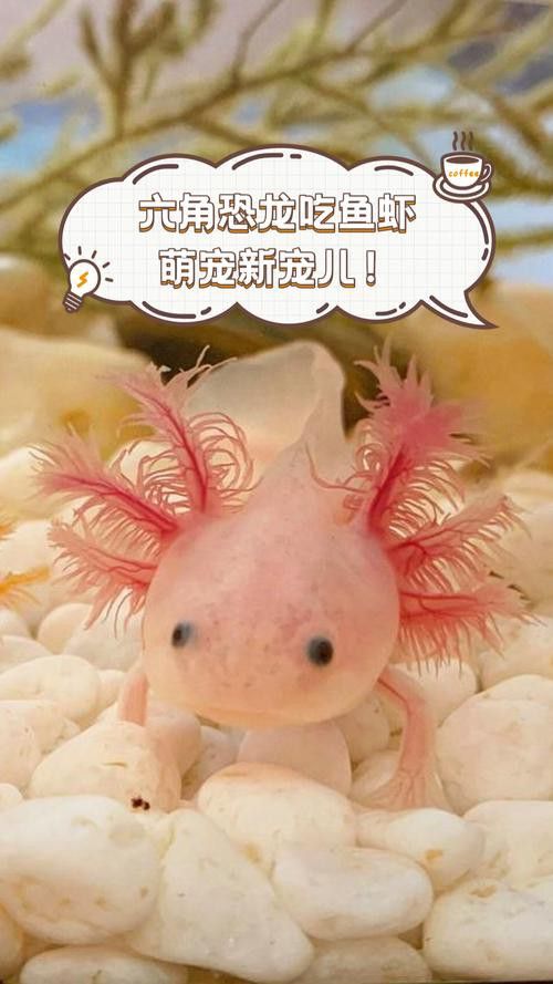 恐龍魚幼魚吃什么食物好