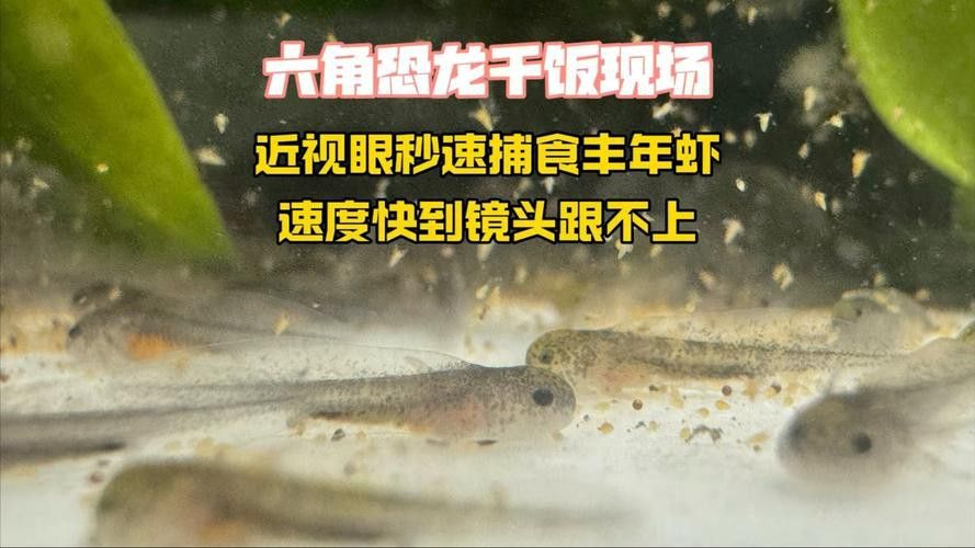 恐龍魚幼魚吃什么食物好