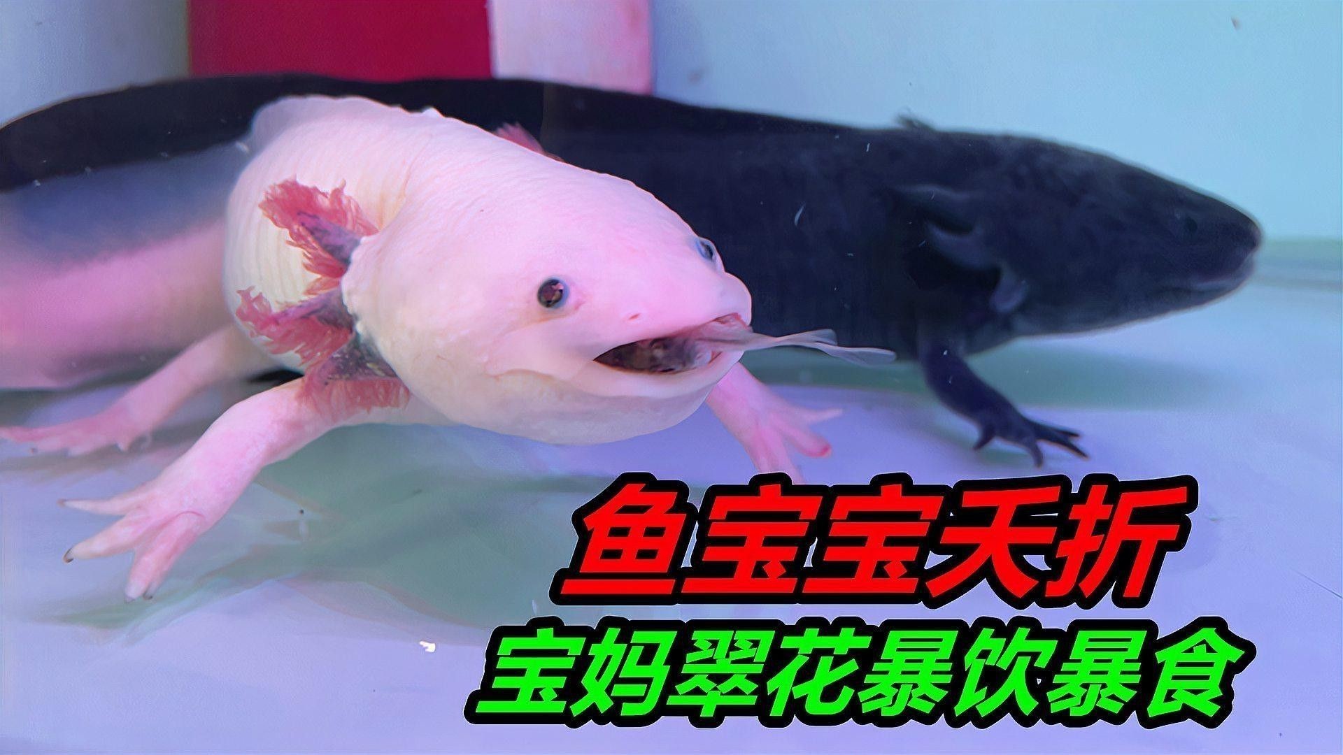 恐龍魚幼魚吃什么食物好