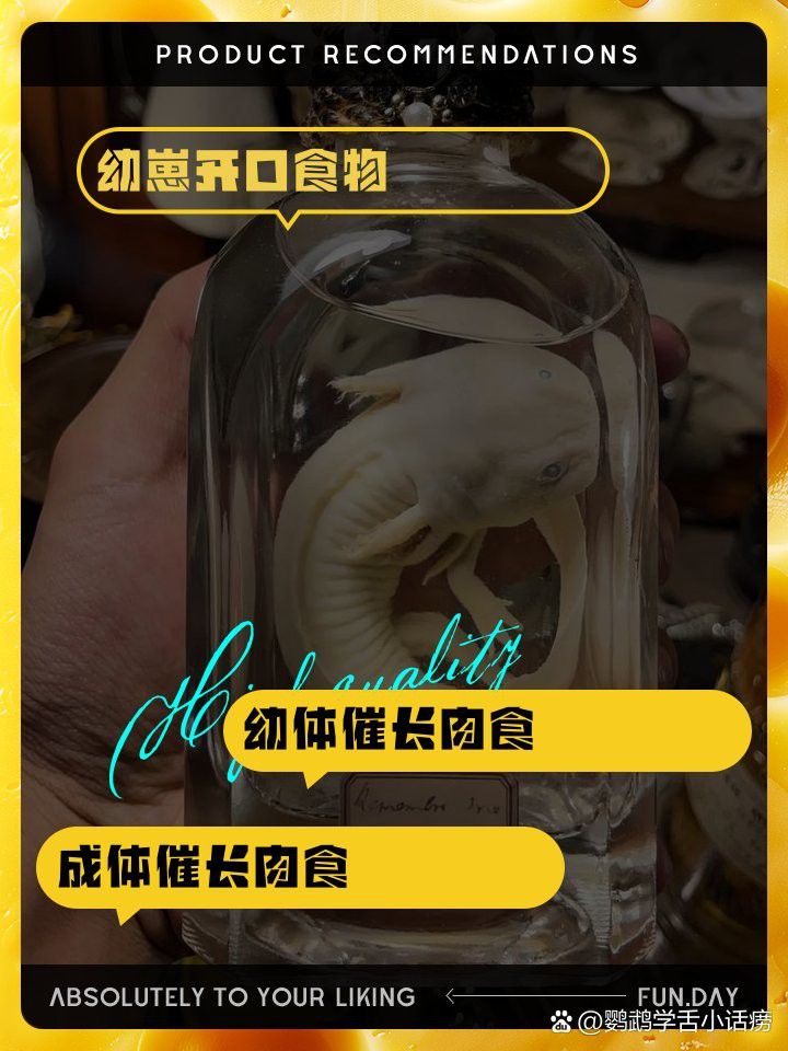 恐龍魚幼魚吃什么食物好