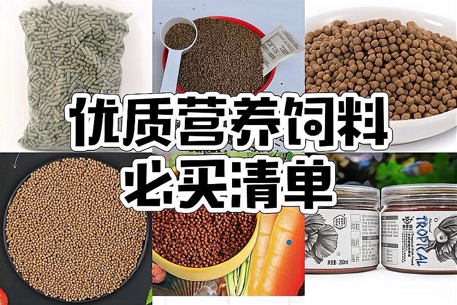 恐龍魚幼魚吃什么食物好